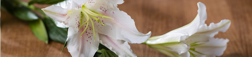 A white lily on a table.